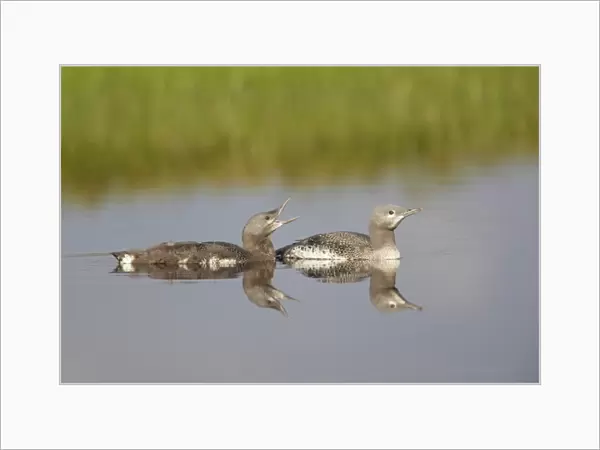Red-throated Diver (Gavia stellata) two mature chicks, at different stages of development, swimming, Finland