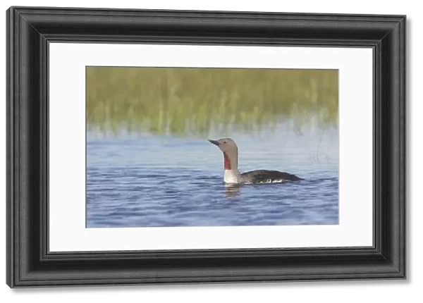 Red-throated Diver (Gavia stellata) adult, summer plumage, swimming, Finland