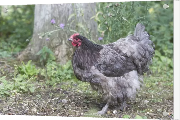 Domestic Chicken, Blue Orpington, freerange hen, standing, Essex, England, august
