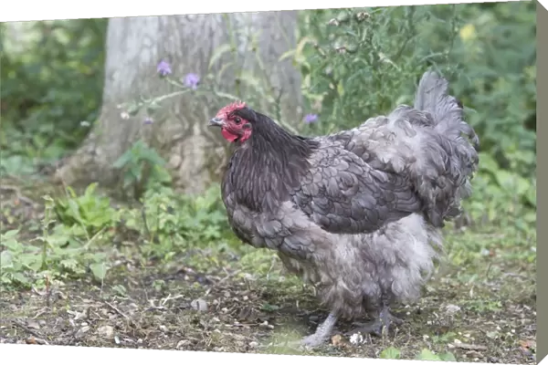 Domestic Chicken, Blue Orpington, freerange hen, standing, Essex, England, august