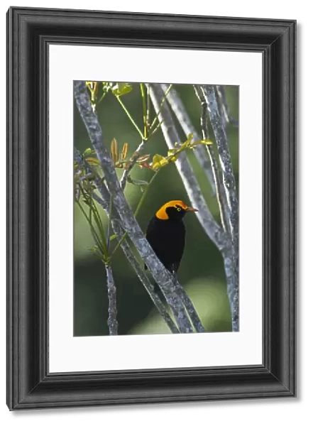 Regent Bowerbird (Sericulus chrysocephalus) adult male, perched on branch, O'Reilly's, Lamington N. P. Queensland, Australia