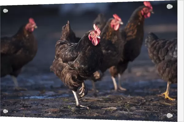 Domestic Chicken, Black Rock hens, standing in farmyard, Chipping, Lancashire, England, november