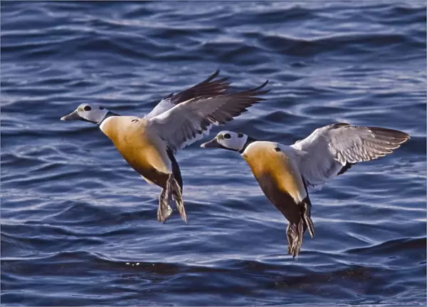 Steller's Eider (Polysticta stelleri) two adult males, in breeding plumage, in flight, landing on water, Northern Norway, march