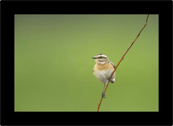 Whinchat (Saxicola rubetra) adult female, perched on twig, Finland