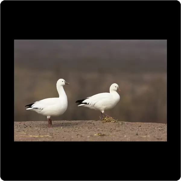 Ross's Goose (Anser rossii) two adults, walking at edge of field, Bosque del Apache National Wildlife Refuge, New Mexico, U. S. A