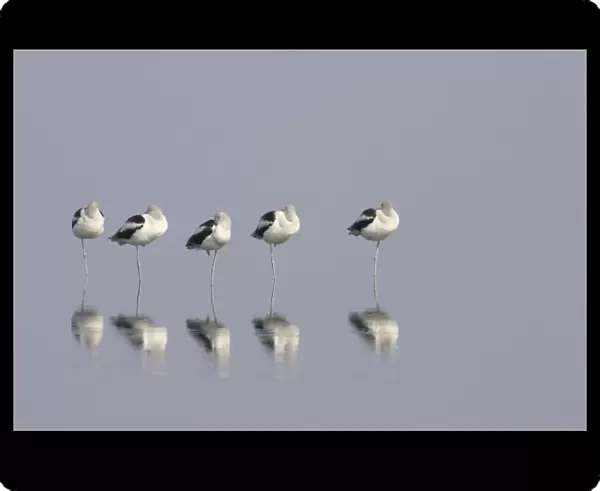 American Avocet (Recurvirostra americana) five adults, winter plumage, roosting in shallow water with reflections, Merrit Island N. W. R. Florida, U. S. A