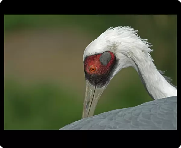 White-naped Crane (Grus vipio) adult, preening, close-up of head (captive)