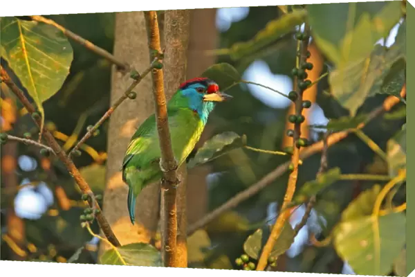 Blue-throated Barbet (Megalaima asiatica asiatica) adult male, perched on branch in fruiting tree, near Roing, Arunachal Pradesh, India, january