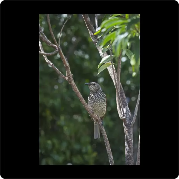 Regent Bowerbird (Sericulus chrysocephalus) adult female, perched on branch, O'Reilly's, Lamington N. P. Queensland, Australia