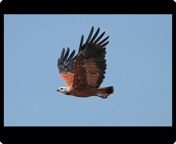 Black-collared Hawk (Busarellus nigricollis nigricollis) adult, in flight, Pixaim River, Mato Grosso, Brazil, september