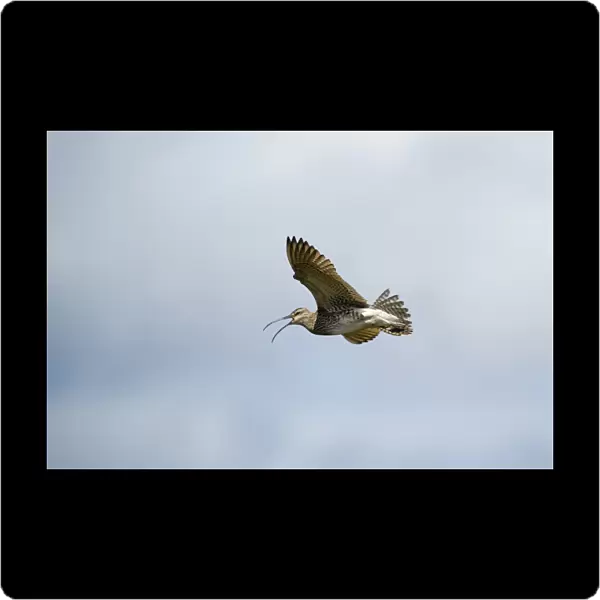 Whimbrel (Numenius phaeopus) adult, calling in flight, Shetland Islands, Scotland, june