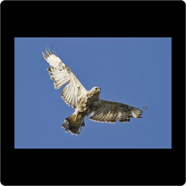 Rough-legged Buzzard (Buteo lagopus) adult female, in worn plumage and heavy moult, in flight, Finland, june