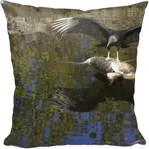American Black Vulture (Coragyps atratus) adult, feeding on American Alligator (Alligator mississipiensis) carcass floating in water, Everglades N. P. Florida, U. S. A