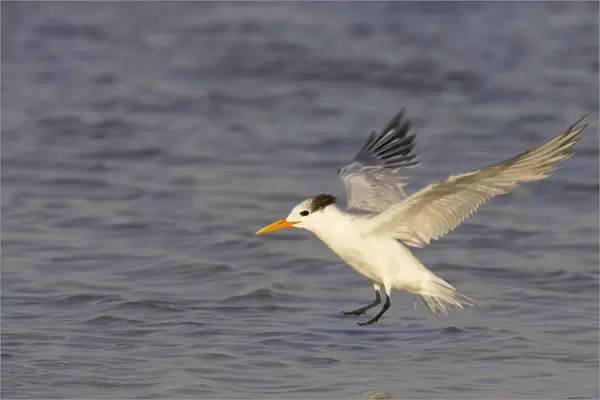 Royal Tern (Sterna maxima) adult, winter plumage, in flight, landing on water, Fort de Soto, Florida, U. S. A