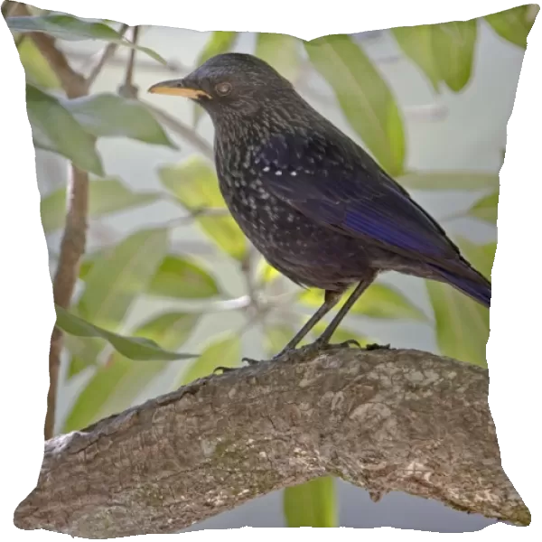 Blue Whistling-thrush (Myiophonus caeruleus) adult, perched on branch, Northern India, january