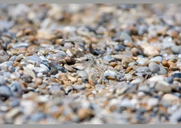 Little Tern (Sterna albifrons) chick, camouflaged on shingle beach, Minsmere RSPB Reserve, Suffolk, England, july