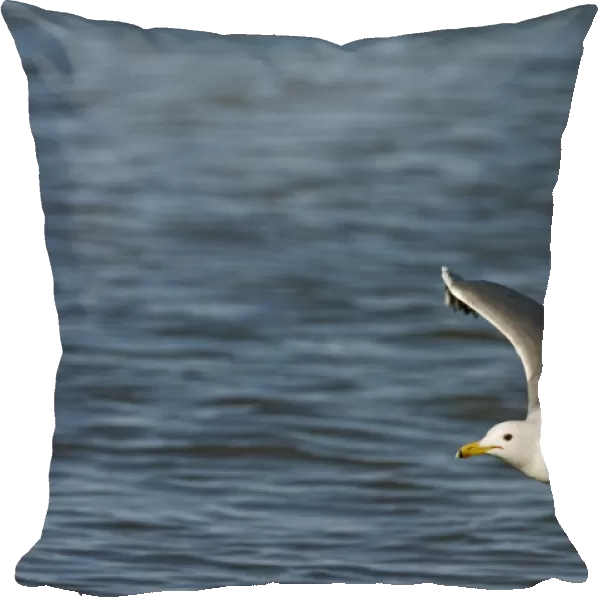 California Gull (Larus californicus) adult, summer plumage, in flight over saline lake, Salton Sea, California, U. S. A. april