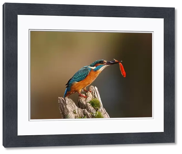 Common Kingfisher (Alcedo atthis) adult, with goldfish in beak, perched on post, Worcestershire, England, october