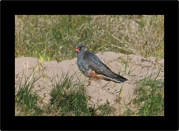 Red-footed Falcon (Falco vespertinus) immature male, vagrant, standing on sandy mound, Horsey, Norfolk, England, june