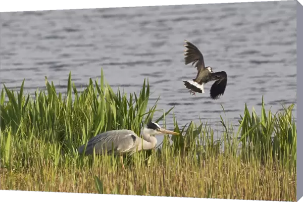 Grey Heron (Ardea cinerea) adult, being mobbed by Northern Lapwing (Vanellus vanellus) in flight, Minsmere RSPB Reserve, Suffolk, England, april