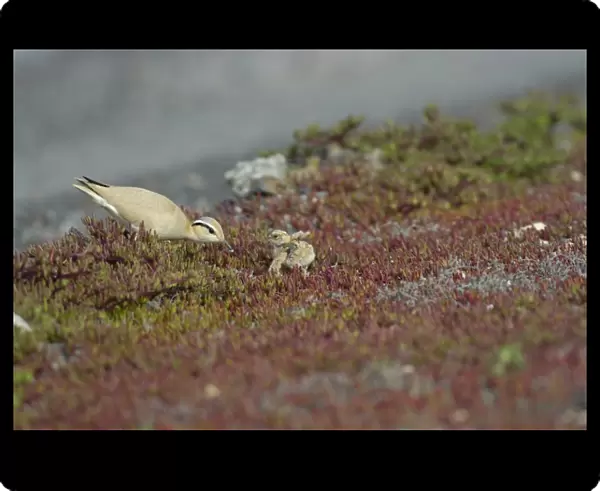 Cream-coloured Courser (Cursorius cursor bannermani) adult, feeding chick, Fuerteventura, Canary Islands, march