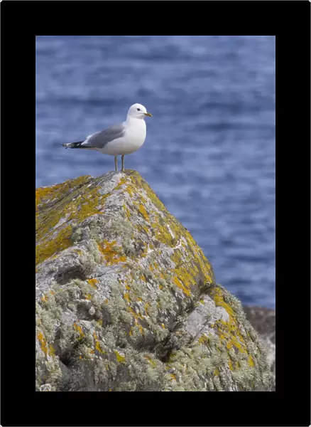 Common Gull (Larus canus) adult, summer plumage, standing on coastal rock, Shetland Islands, Scotland, june
