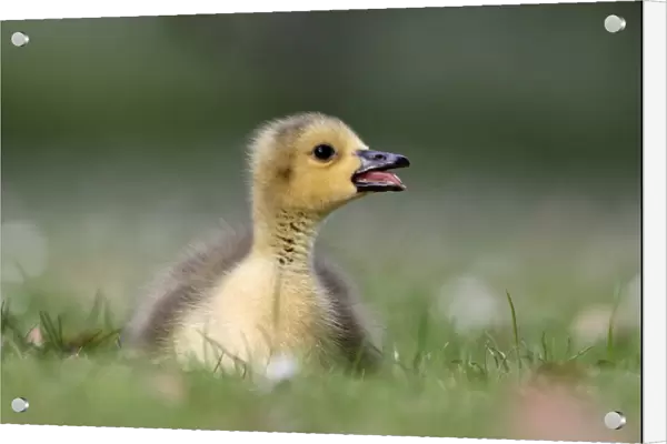 Canada Goose (Branta canadensis) introduced species, gosling, calling, sitting on grass, London, England, may