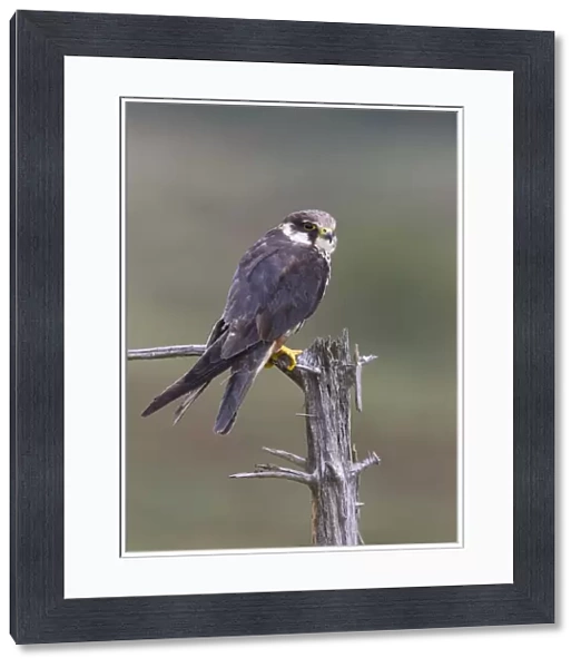Eurasian Hobby (Falco subbuteo) adult, perched on pine stump, Wales, october