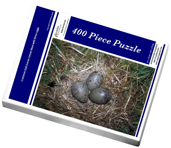 Common Gull (Larus canus) Nest with three eggs
