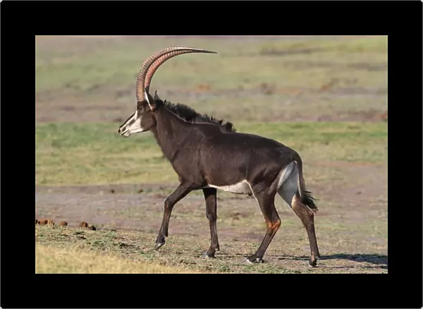 Sable Antelope (Hippotragus niger) adult male, walking on open ground, Chobe N. P. Botswana