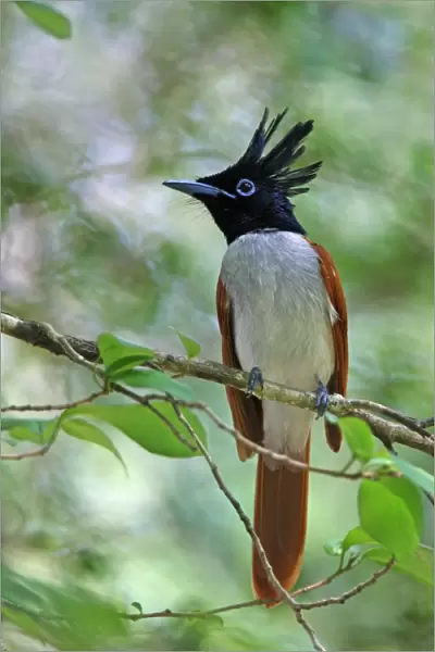 Asian Paradise-flycatcher (Terpsiphone paradisi ceylonensis) sub-adult male, perched on twig, Sri Lanka, december