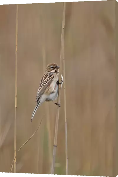 Pallas's Reed Bunting (Emberiza pallasi) adult female, perched on reed stem, Beidaihe, Hebei, China, may