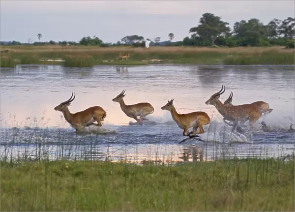 Red Lechwe (Kobus leche leche) adult and immature males, herd running and jumping in wetland habitat, Okavango Delta, Botswana