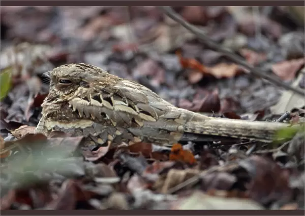 Long-tailed Nightjar (Caprimulgus climacurus) adult, resting amongst leaf litter, Gambia, january