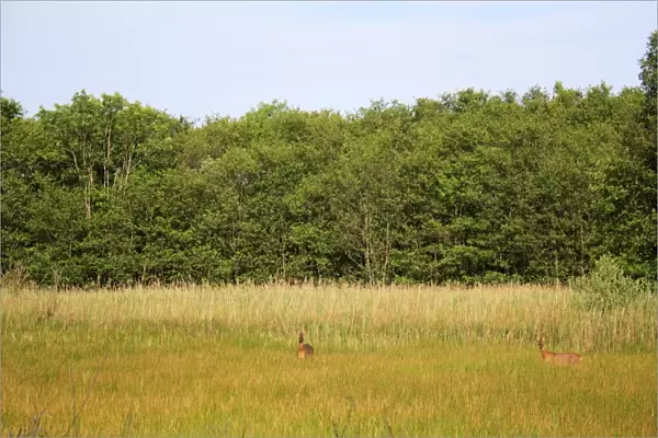 Western Roe Deer (Capreolus capreolus) two adults, standing in mixed sedge fen habitat at edge of reedbed and wet woodland, Old Fen, Thelnetham Fen, Little Ouse Valley, Suffolk, England, june