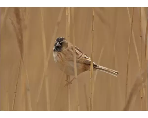 Japanese Reed Bunting (Emberiza yessoensis continentalis) adult male, moulting into breeding plumage, perched on reed stem, Beidaihe, Hebei, China, may