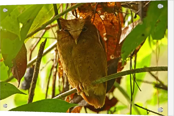 Serendib Scops-owl (Otus thilohoffmanni) adult, perched at daytime roost, Kitulgala, Sri Lanka, december