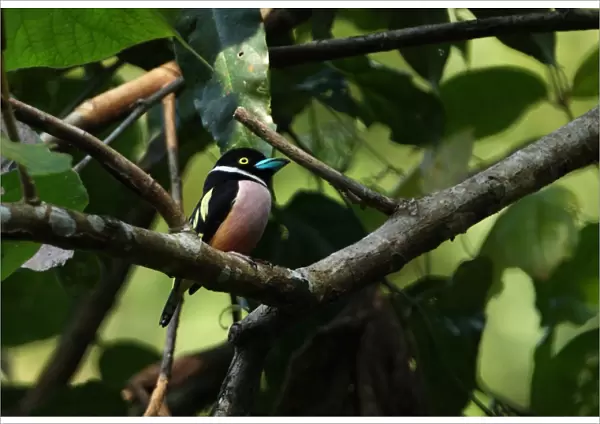Black-and-yellow Broadbill (Eurylaimus ochromalus) adult male, perched on branch, Krung Ching, Thailand, february
