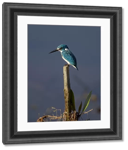 Small Blue Kingfisher (Alcedo coerulescens) adult, perched on post beside water, Bali, Indonesia
