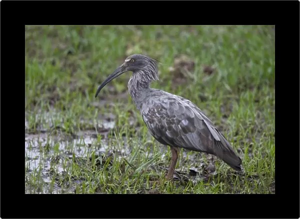Plumbeous Ibis (Theristicus caerulescens) adult, standing in swamp, Pantanal, Mato Grosso, Brazil