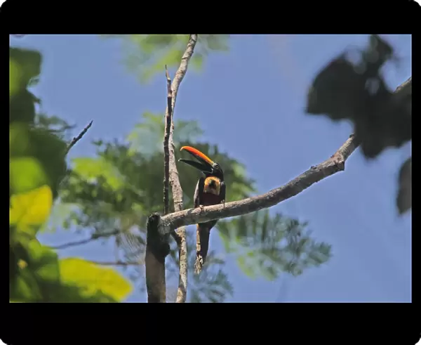 Fiery-billed Aracari (Pteroglossus frantzii) adult, calling, perched on branch in treetop, Costa Rica, february