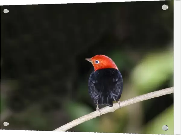Red-capped Manakin (Pipra mentalis ignifera) adult male, perched on twig, Soberiana N. P. Panama