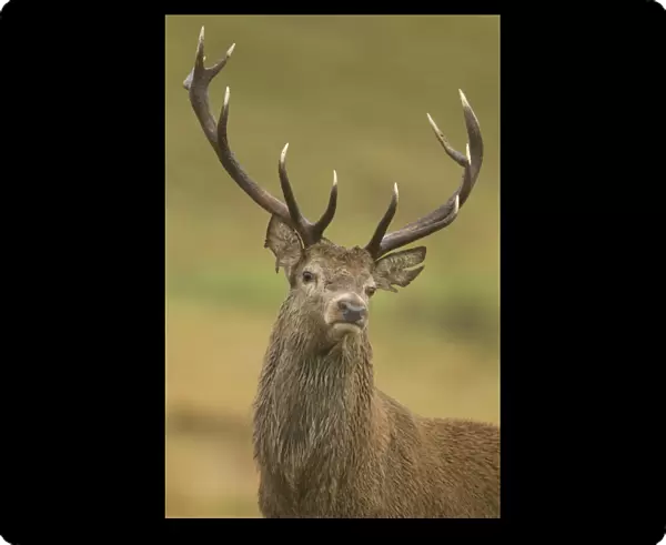 Red Deer (Cervus elaphus) stag, close-up of head and antlers, during rutting season, Bradgate Park, Leicestershire