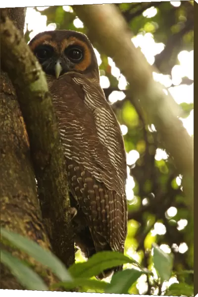 Brown Wood-owl (Strix leptogrammica ochrogenys) endemic race, adult, perched on branch at daytime roost, Sri Lanka, december