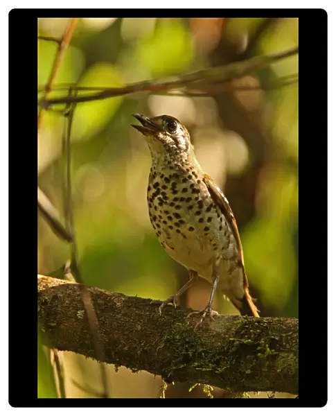 Spot-winged Thrush (Zoothera spiloptera) adult male, singing, perched on twig, Sinharaja Forest N. P