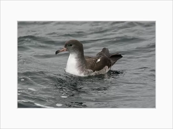 Pink-footed Shearwater (Puffinus creatopus) adult, swimming, off Quintero, Chile, november