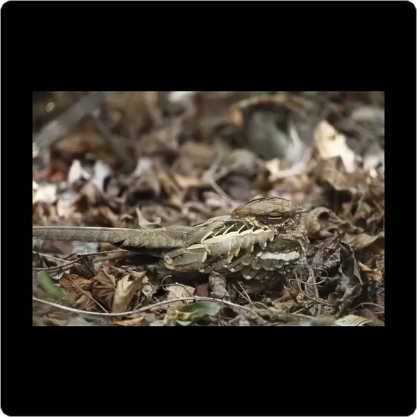 Long-tailed Nightjar (Caprimulgus climacurus) adult, sitting on forest floor, Gambia, january
