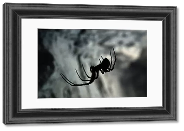 European Cave Spider (Meta menardi) adult female, on web in cave, Italy