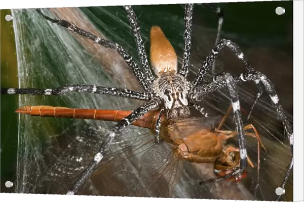 Funnel-web Nursery-web spider (Euprosthenops australis) adult, feeding on dragonfly caught in web, Burkina Faso