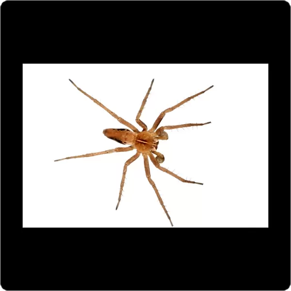 Nursery-web Spider (Pisaura mirabilis) adult male